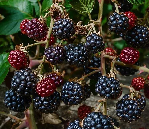 アパート Casa A Marchanta *