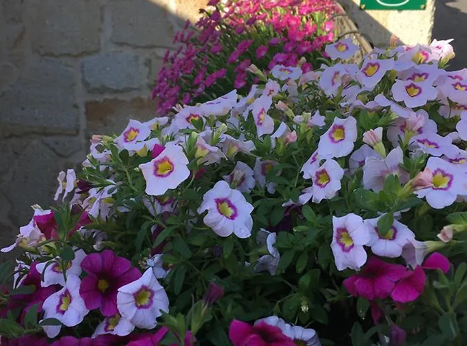 Daire Casa A Marchanta